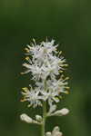 Coastal false asphodel